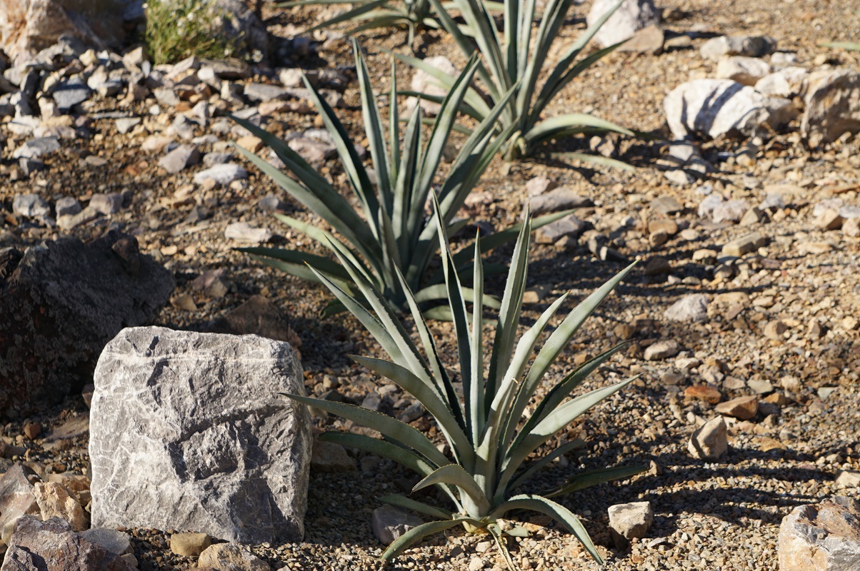 Arizona-Sonora Desert Museum Agave Garden